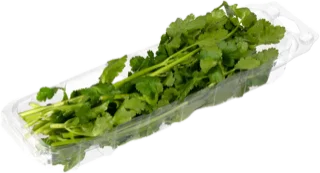 Cilantro